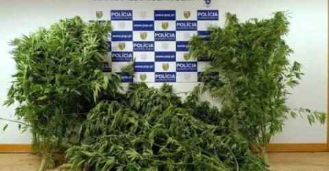 Mulher Detida Em Flagrante Delito Por Crime De Cultivo De