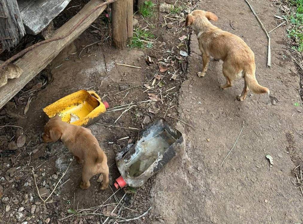 Associação resgatou cães em situação deplorável