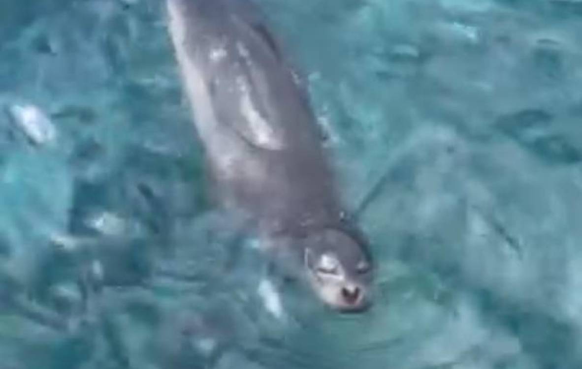 Lobo Marinho avistado na Praia do Caniçal (com vídeo)