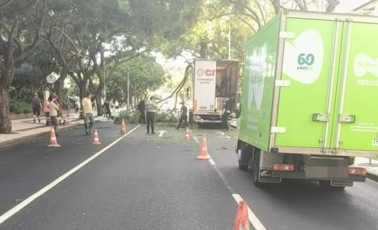 Queda de ramos de árvore condiciona trânsito na Avenida do Infante