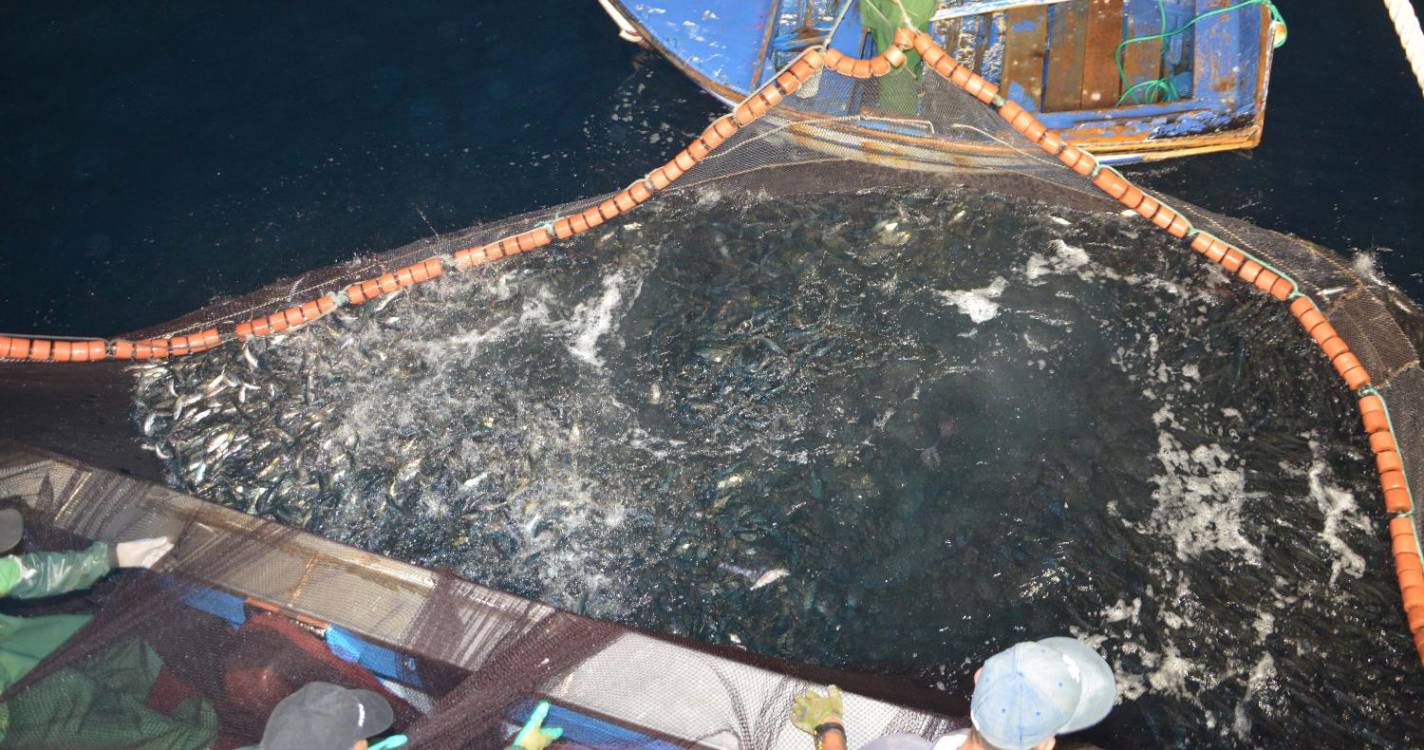 Estudo: Maioria das embarcações de pesca esconde atividade e muitas pescam em zonas protegidas