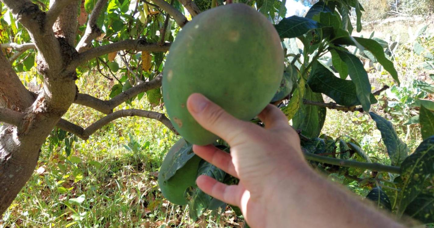 Fruta roubada de propriedade privada no Caniço gera indignação e alerta