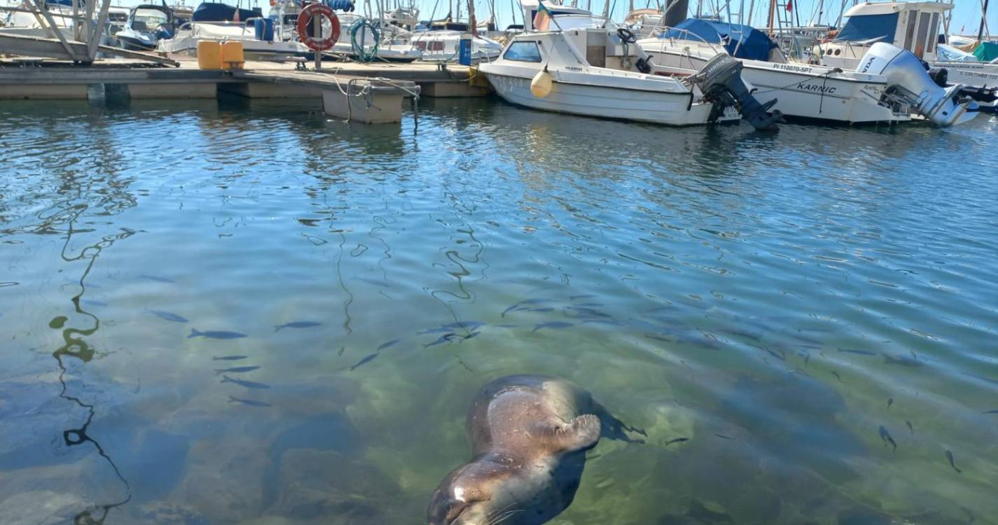 Lobo Marinho a ‘descansar’ na Marina do Funchal deu nas vistas esta manhã (com fotos)