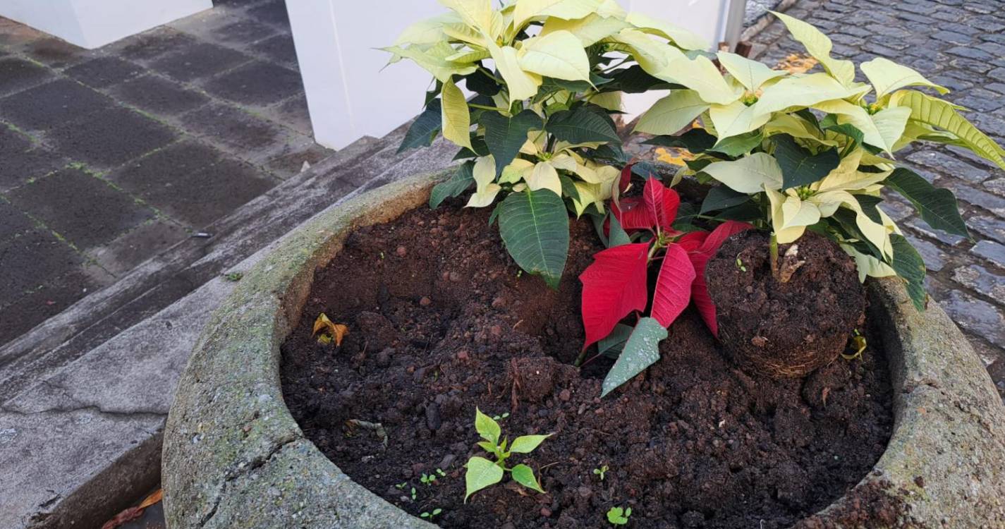 Manhãs de Páscoa plantadas em Santa Cruz desaparecem pela calada da noite