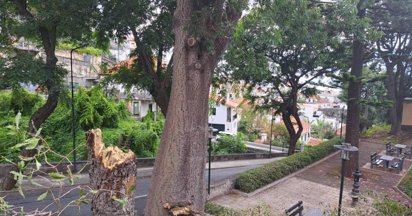 Árvore que caiu no Funchal causou danos em três viaturas (com fotos)