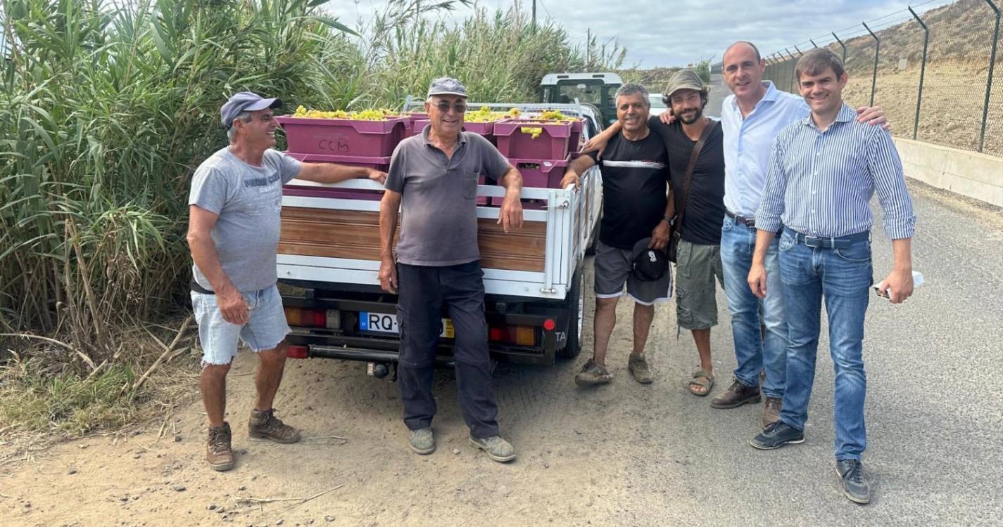 Já foram colhidas 12 toneladas de uvas na vindima do Porto Santo