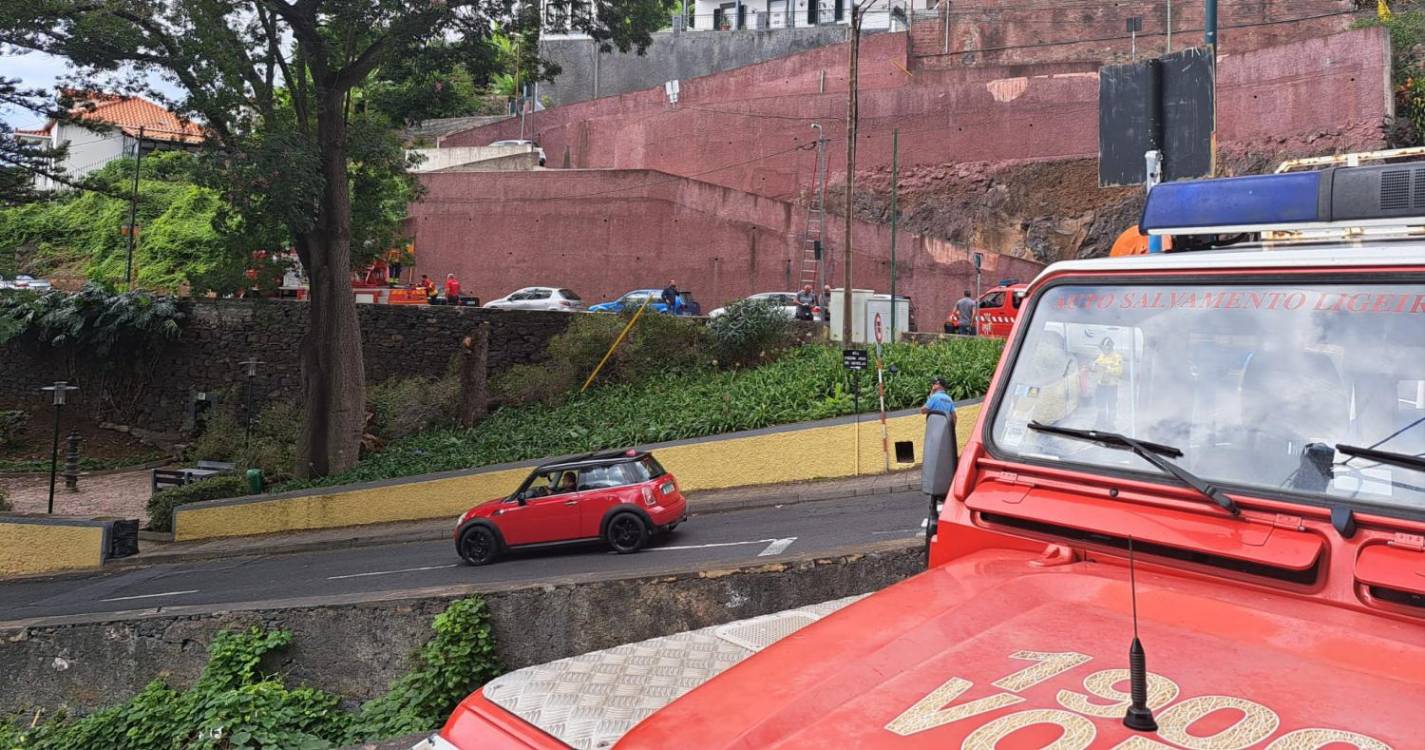 Árvore que caiu no Funchal causou danos em três viaturas (com fotos)