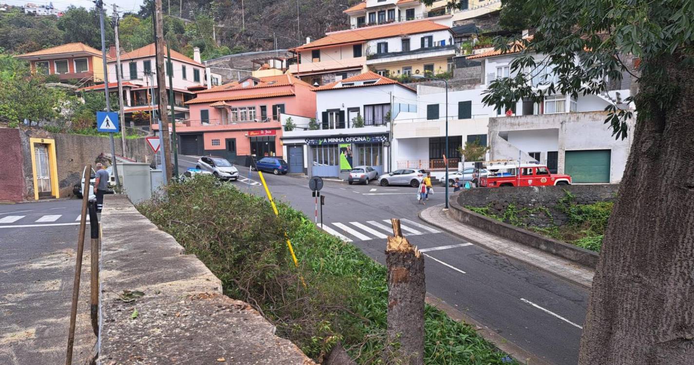 Árvore que caiu no Funchal causou danos em três viaturas (com fotos)