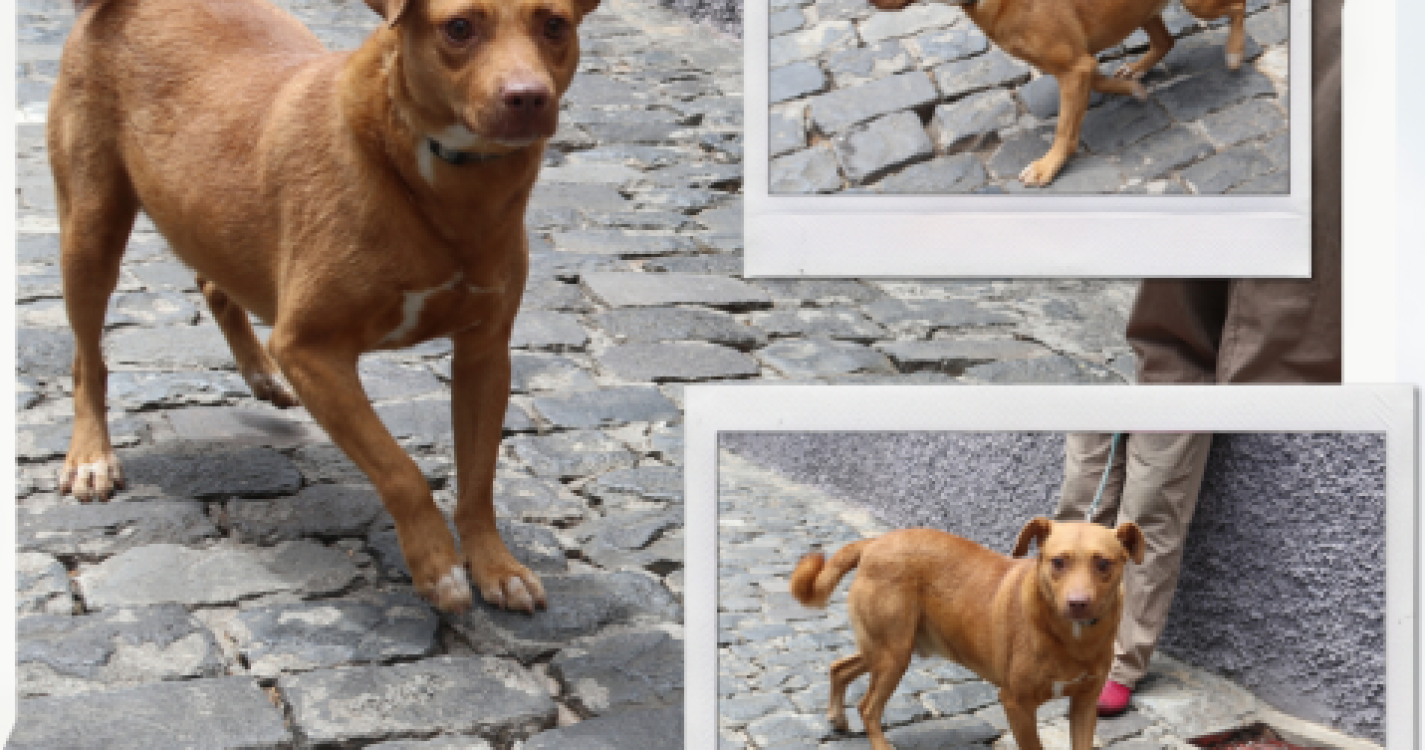 Ribeira Brava tem 18 animais errantes à espera de adoção na SPAD