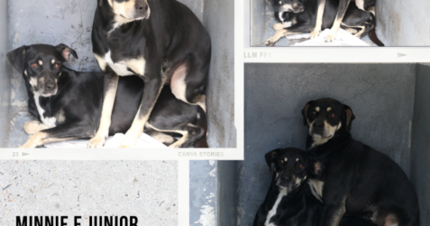 Ribeira Brava tem 18 animais errantes à espera de adoção na SPAD