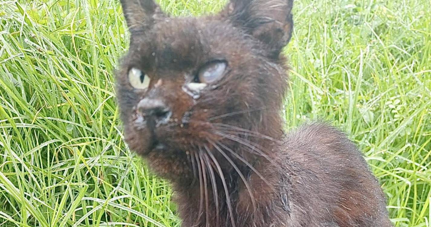 Resgatado gato com várias feridas e abandonado à sua sorte (com vídeo)