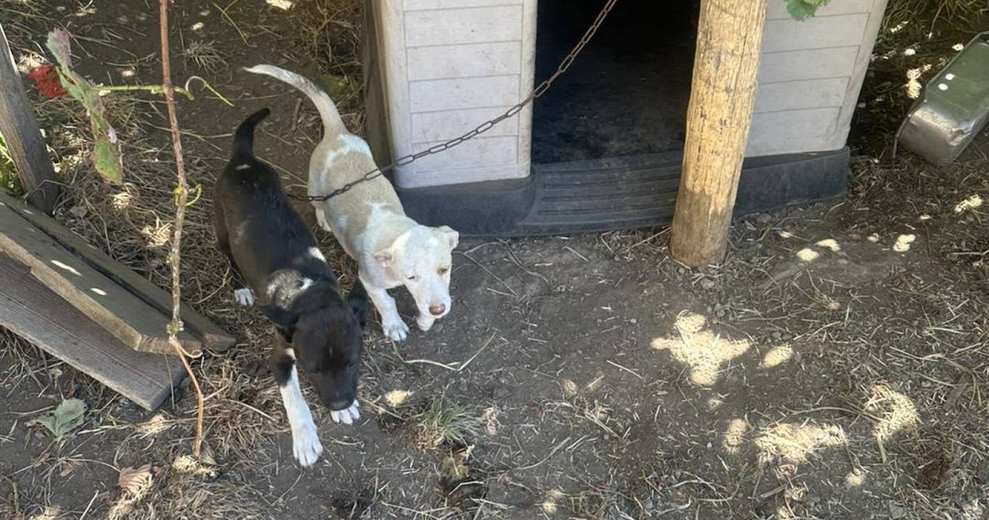 Ajuda a Alimentar Cães resgata filhotes acorrentados (com vídeo)