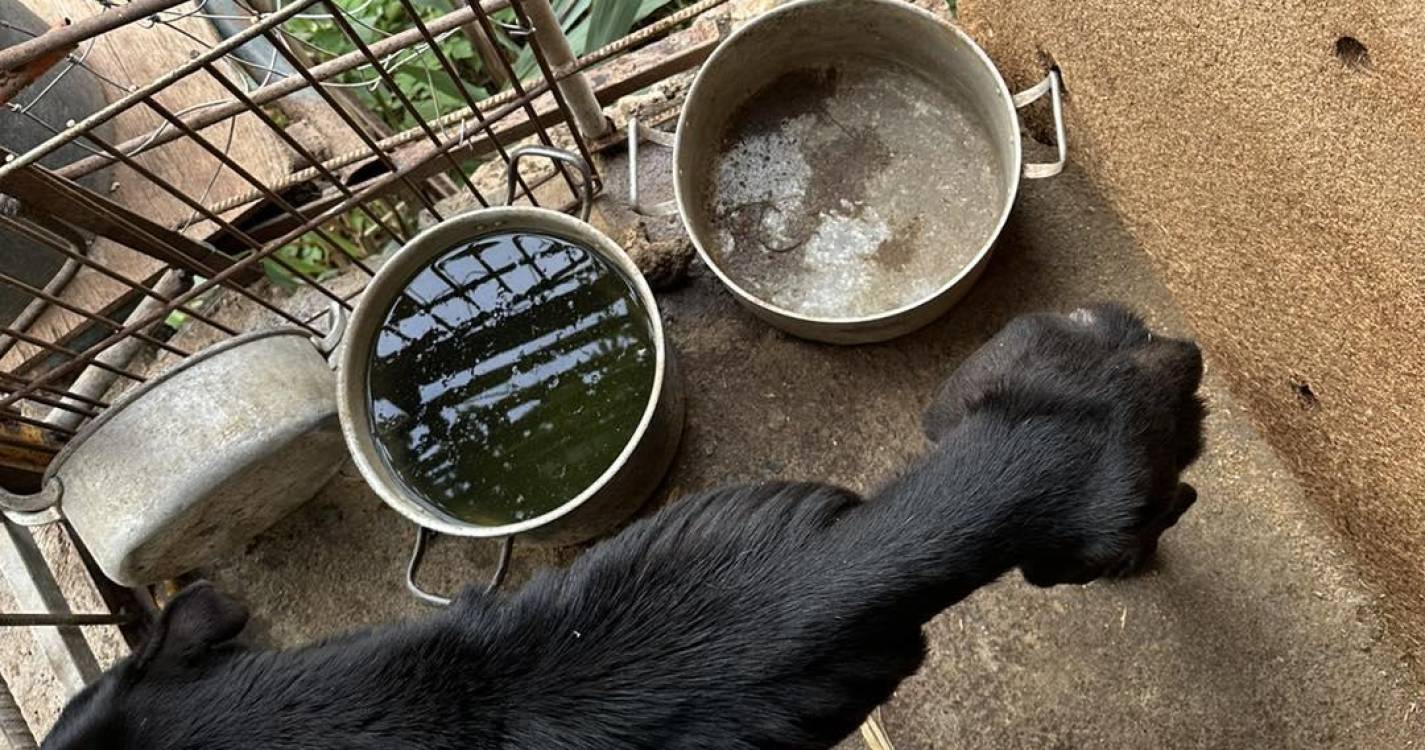 Associação resgata cães esqueléticos, “a viver trancados e a morrer lentamente”