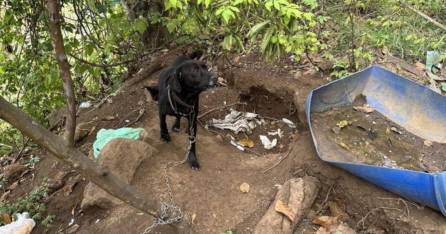 Associação resgata cão acorrentado, “magro, debilitado, sujo e cheio de pulgas” (com fotos)