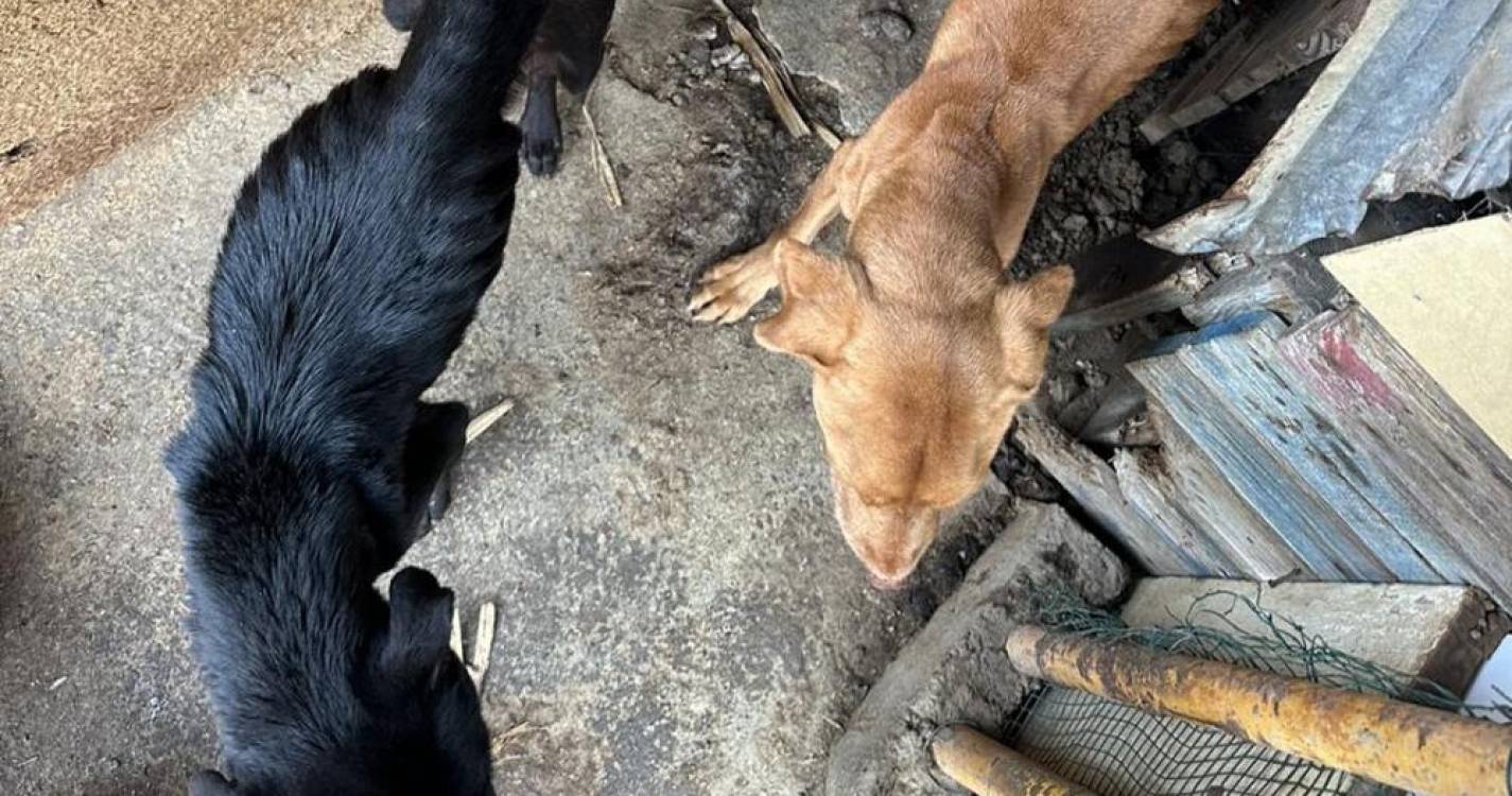 Associação resgata cães esqueléticos, “a viver trancados e a morrer lentamente”