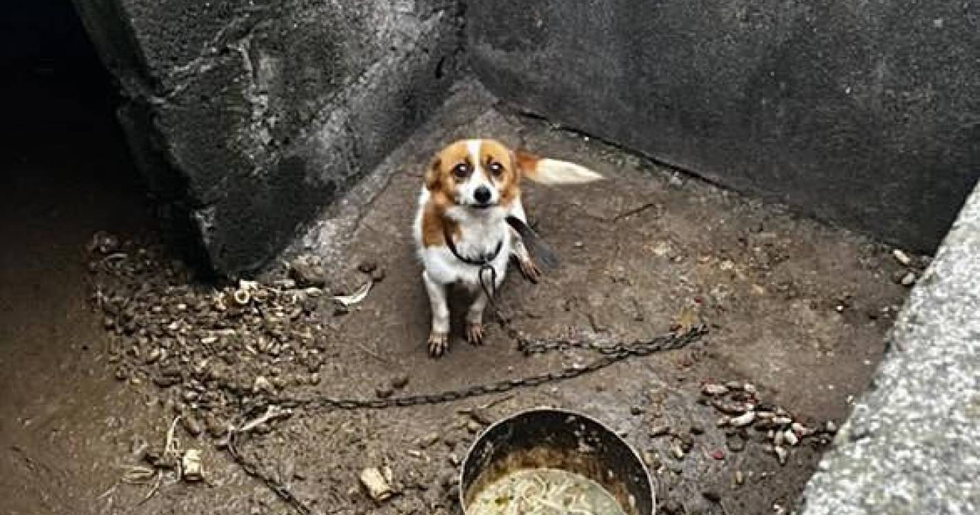 Associação resgata cadela acorrentada em local “gelado, sem comida, sem água e em cima das próprias fezes” (com fotos e vídeo)