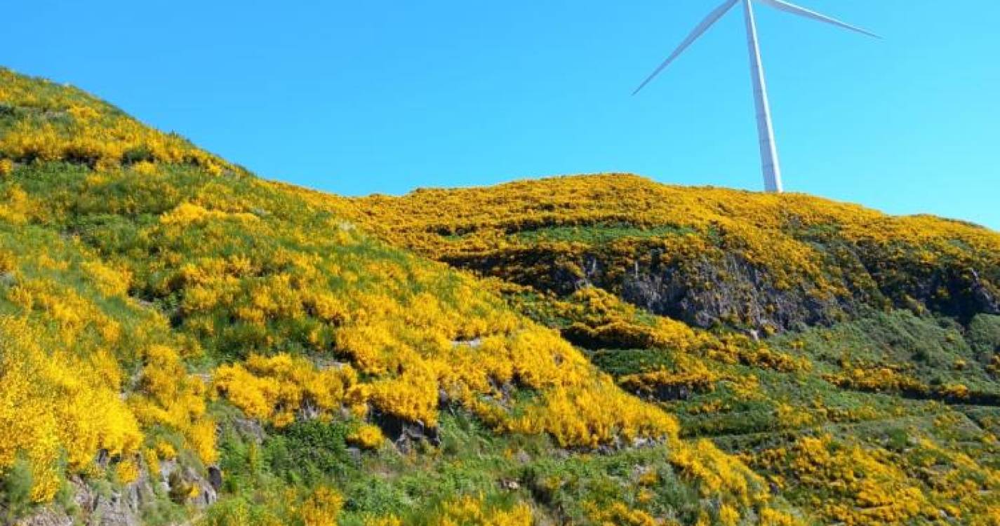 Ponta do Sol sensibiliza para o combate às plantas que invadem e ameaçam a Floresta Laurissilva