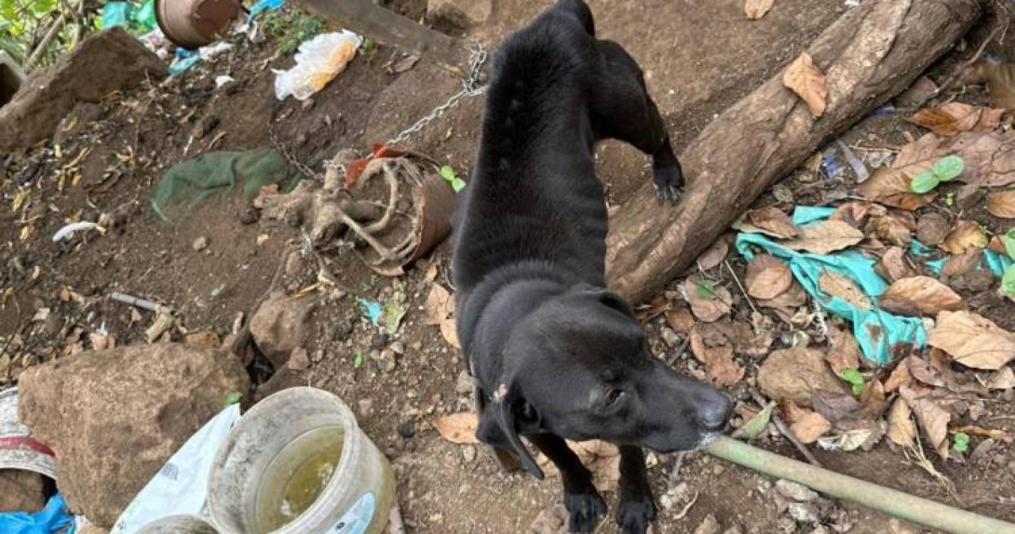 Associação resgata cão acorrentado, “magro, debilitado, sujo e cheio de pulgas” (com fotos)