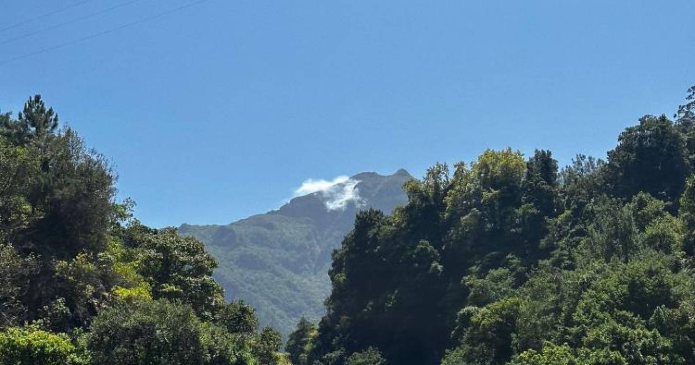 Laurissilva em perigo: Vários focos de incêndio geram apreensão em São Vicente