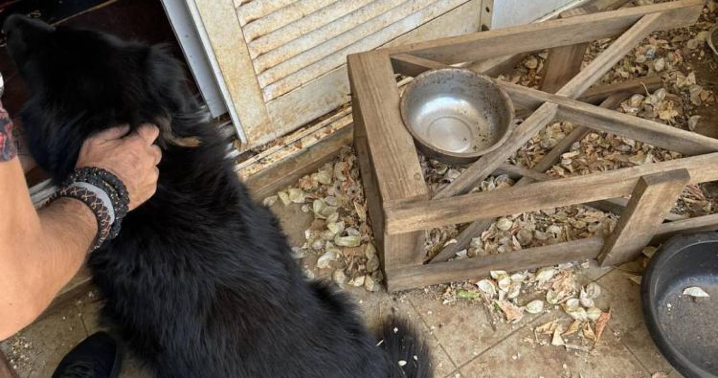 Associação resgata cão de casa em condições deploráveis (com fotos)