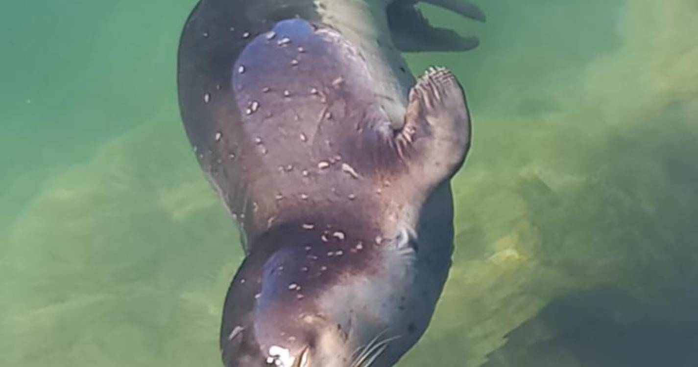 Lobo Marinho a ‘descansar’ na Marina do Funchal deu nas vistas esta manhã (com fotos)