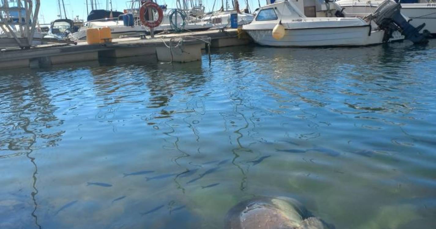 Lobo Marinho a ‘descansar’ na Marina do Funchal deu nas vistas esta manhã (com fotos)