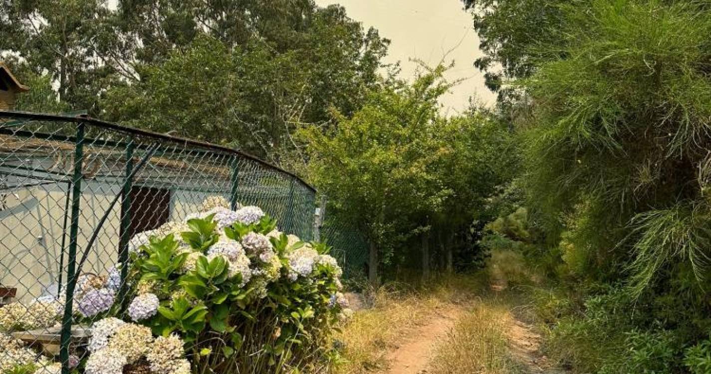 CDS alerta para a limpeza de caminhos florestais (com vídeo)