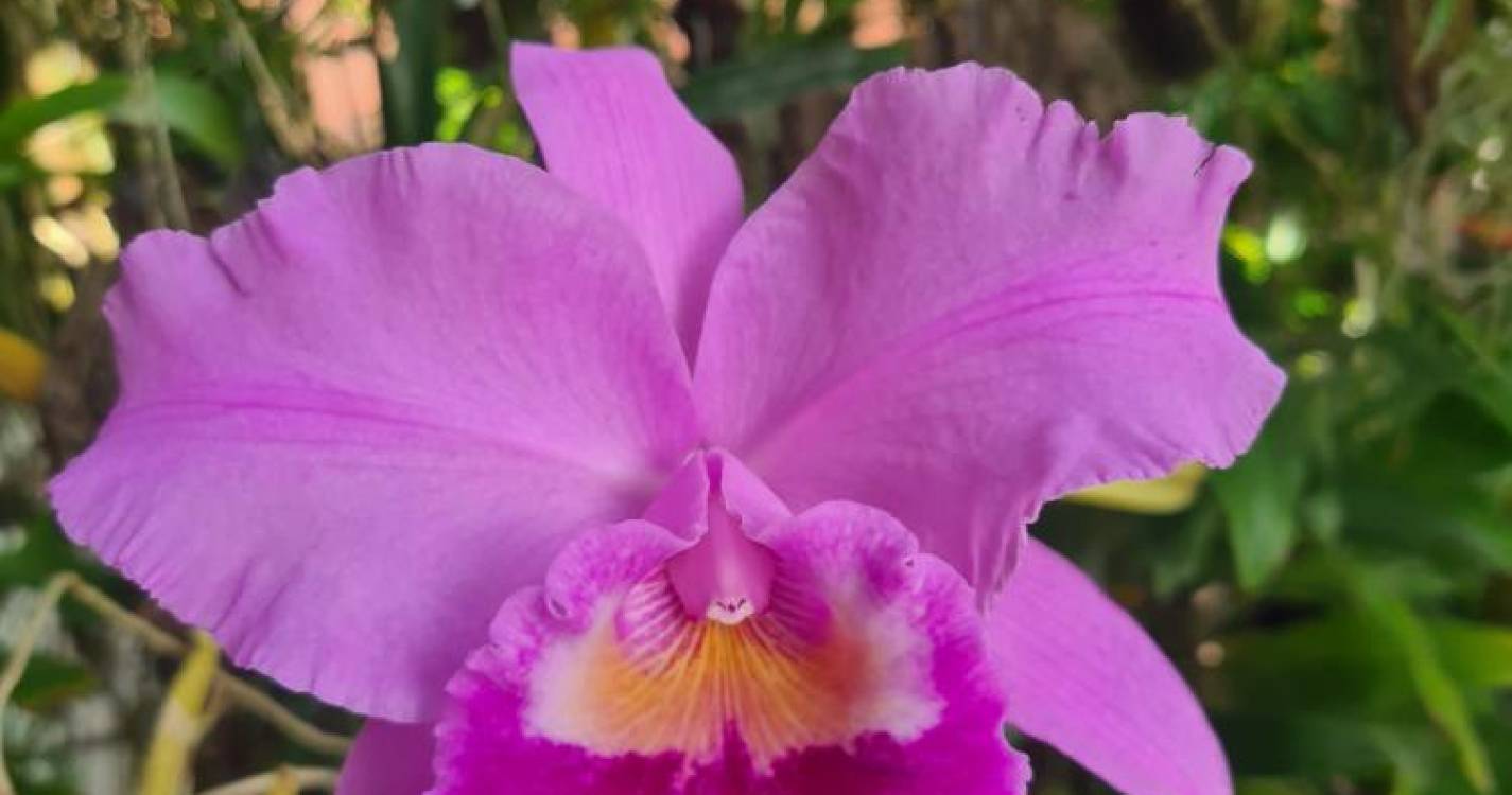 Orquídea registada em honra de Santa Cruz