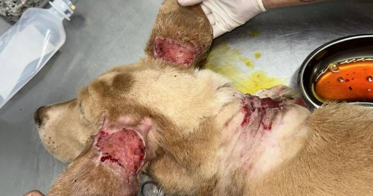 Associação resgata animal gravemente ferido (com fotos)