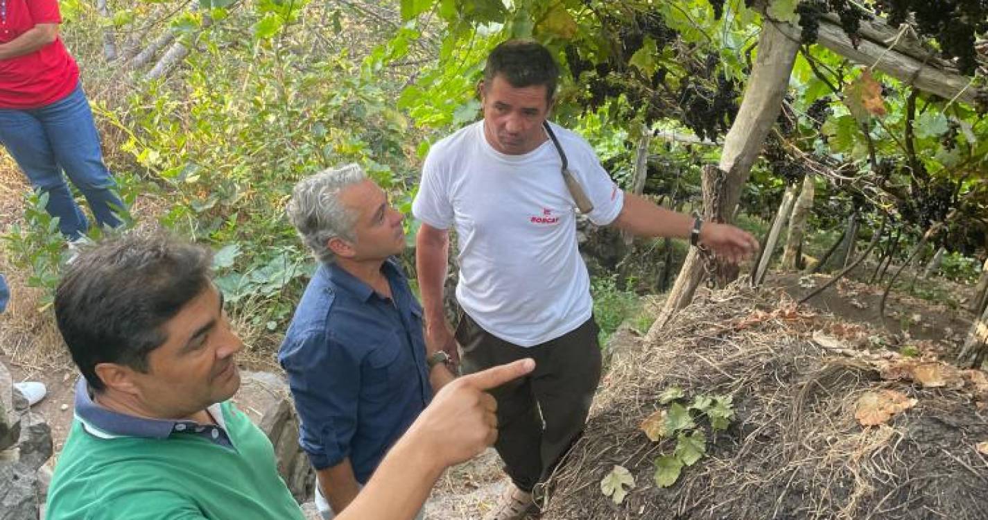 JPP defende que uva Tinta Negra “tem de ser paga acima de 1,50€”