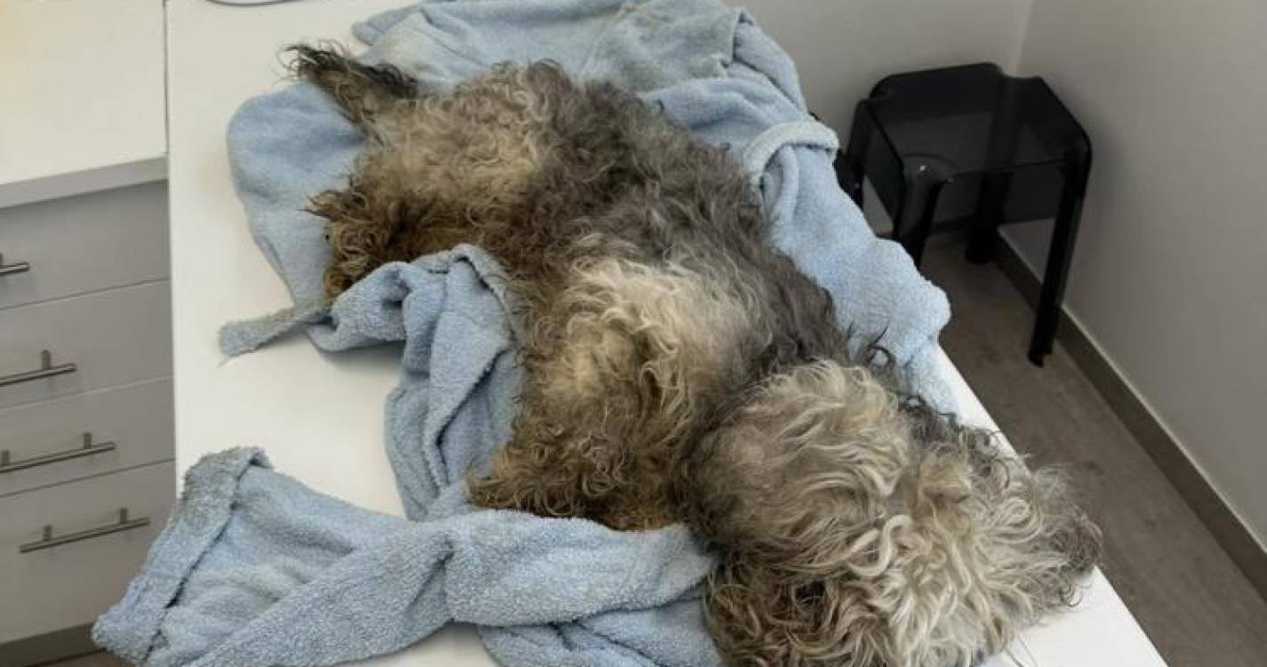 Ajuda a Alimentar Cães resgatou cão a necessitar de cuidados veterinários urgentes