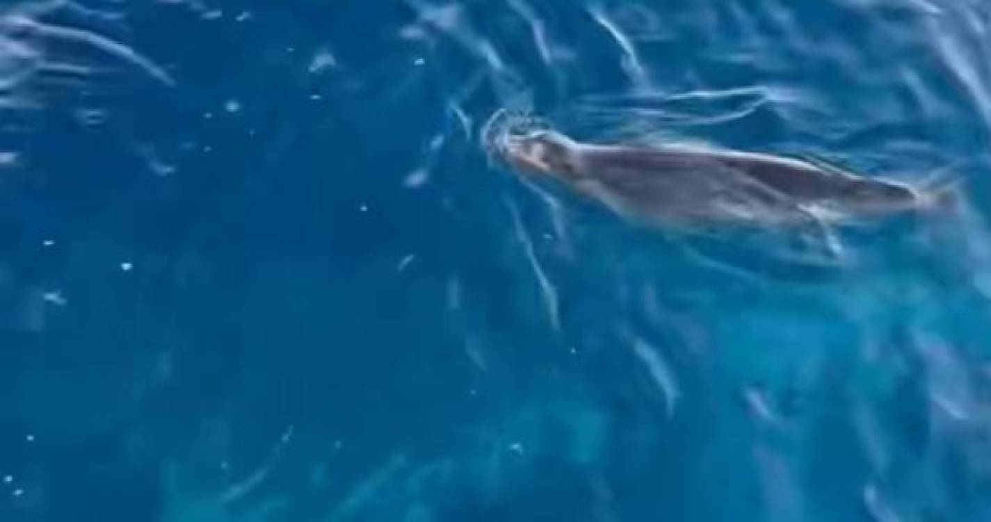 Lobo marinho avistado na Ribeira Brava (com vídeo)