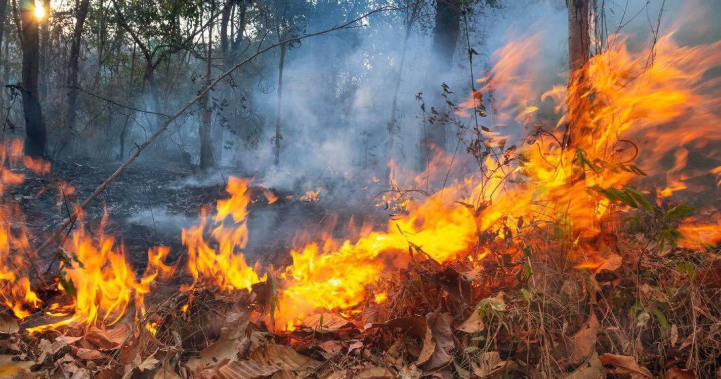 Incêndios: Detido homem de 39 anos suspeito de fogo posto em Gondomar