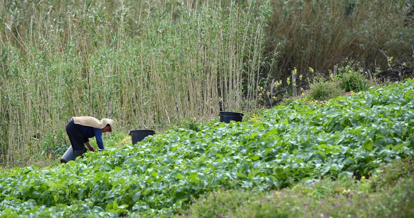 Agricultores submeteram este ano mais 1.300 candidaturas ao Pedido Único