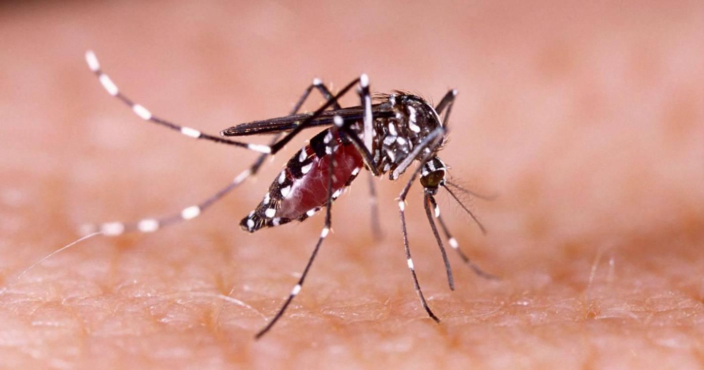 ADN quer saber o que está a ser feito para combater proliferação do mosquito ‘’Aedes Aegypti’