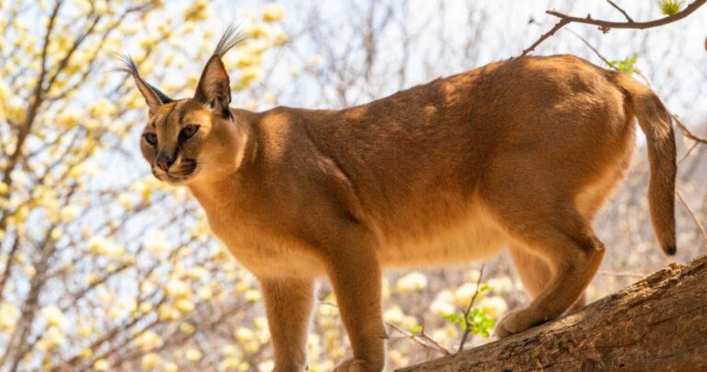 Lince do deserto “está entre a vida e a morte”