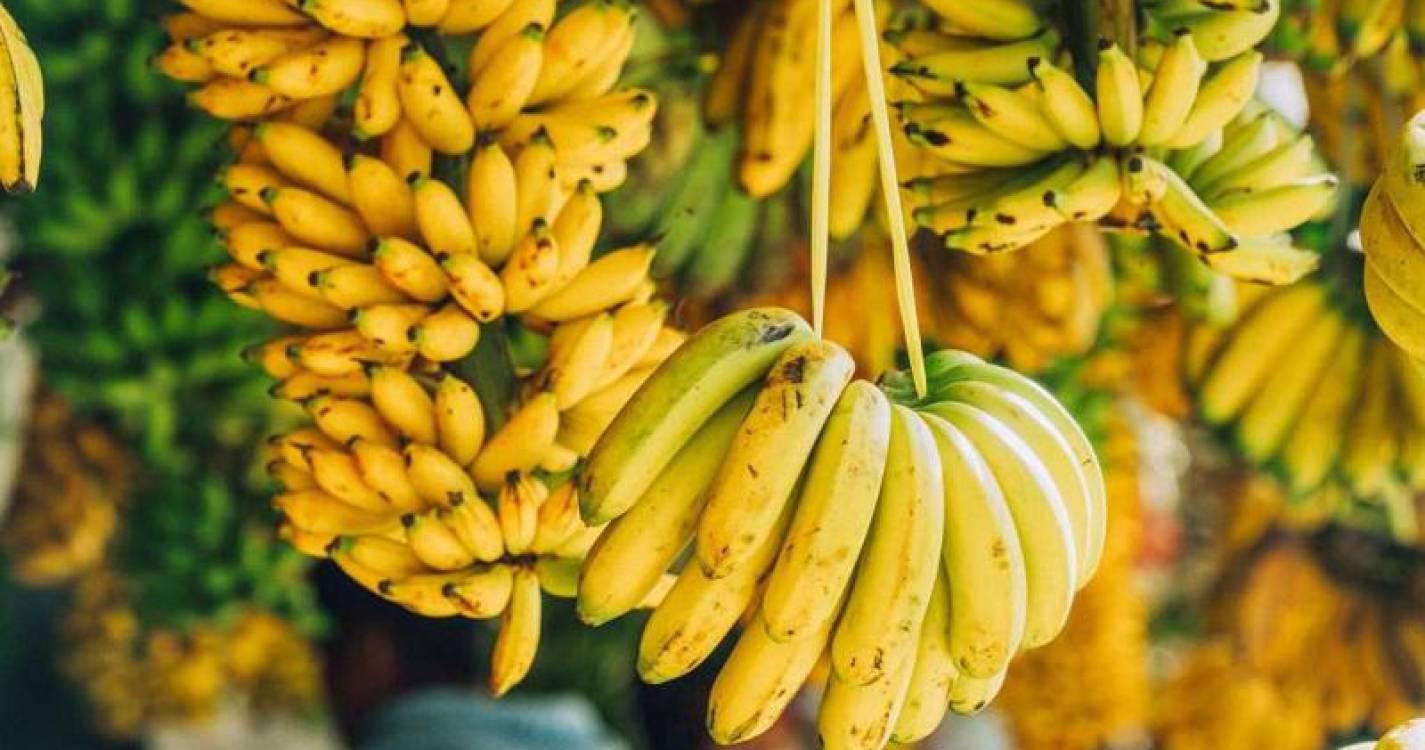 Comercialização de banana diminuiu 3,0% em 2024, o equivalente a menos 745,4 toneladas