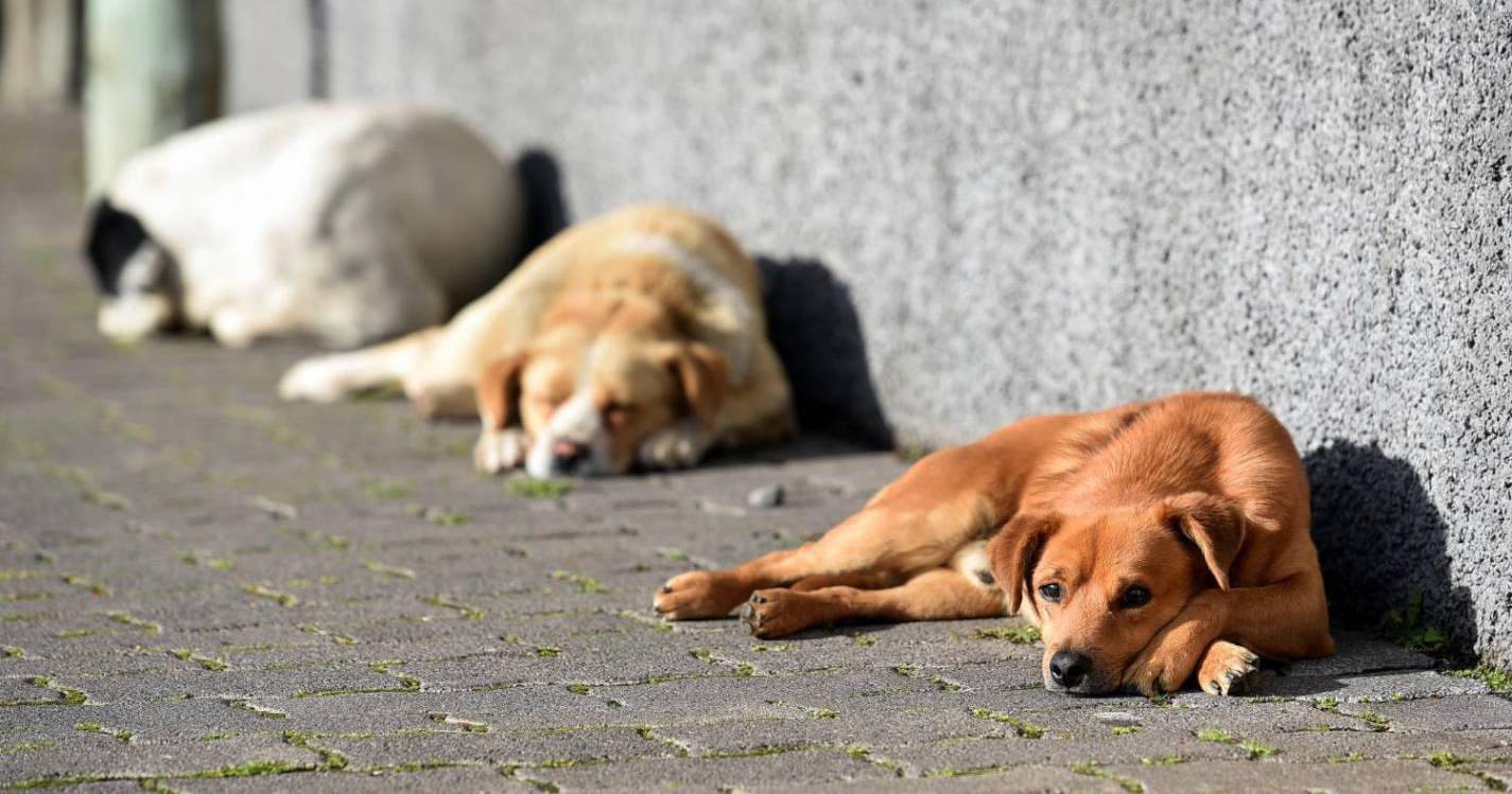 Estudo indica que cães compreendem palavras mesmo que não sejam ditas pelos donos