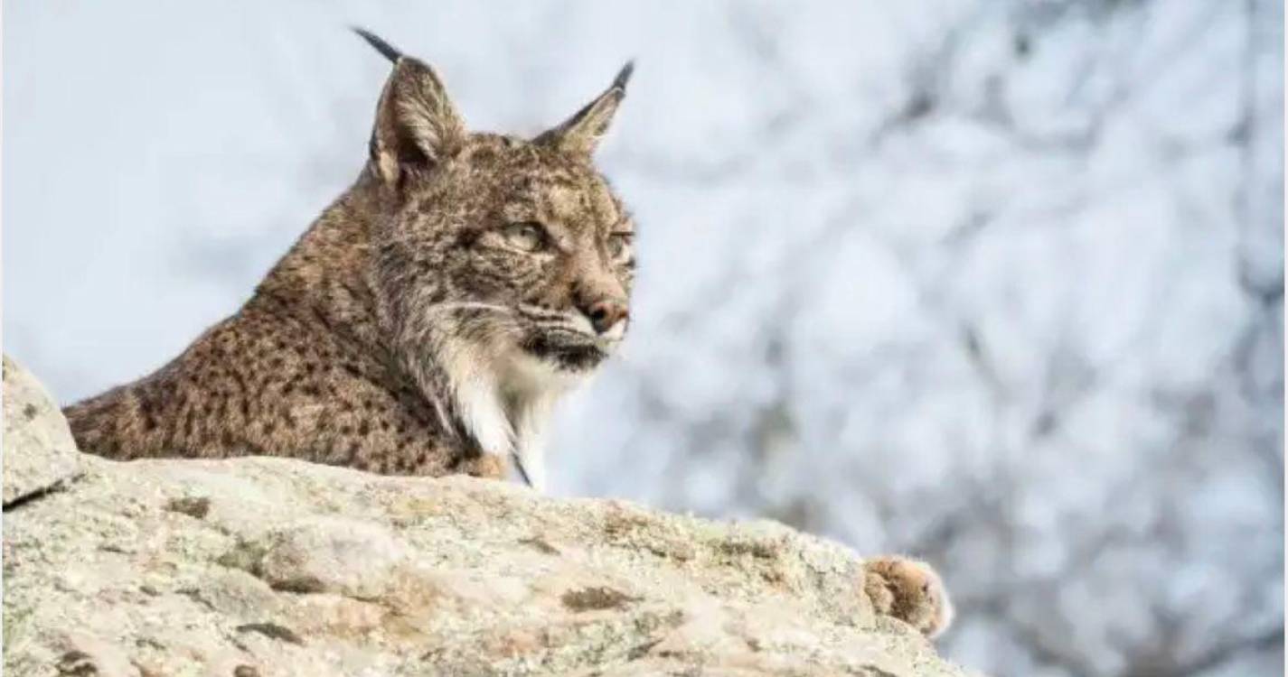 Aplicação avisa condutores da aproximação de animais em estradas onde há linces