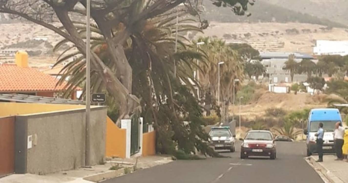 Árvore parte-se e condiciona estrada no Porto Santo