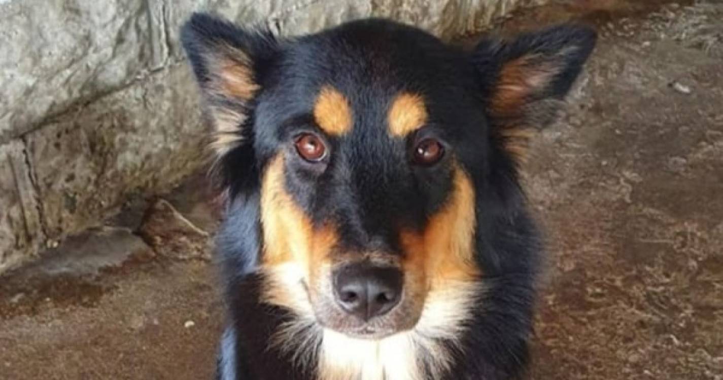 Família procura cadela desaparecida na zona da Chamorra