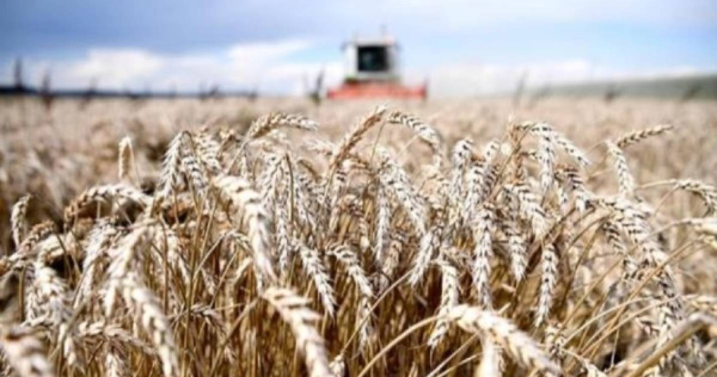 Portugal produziu apenas 6,3% do trigo que consumiu em 2021