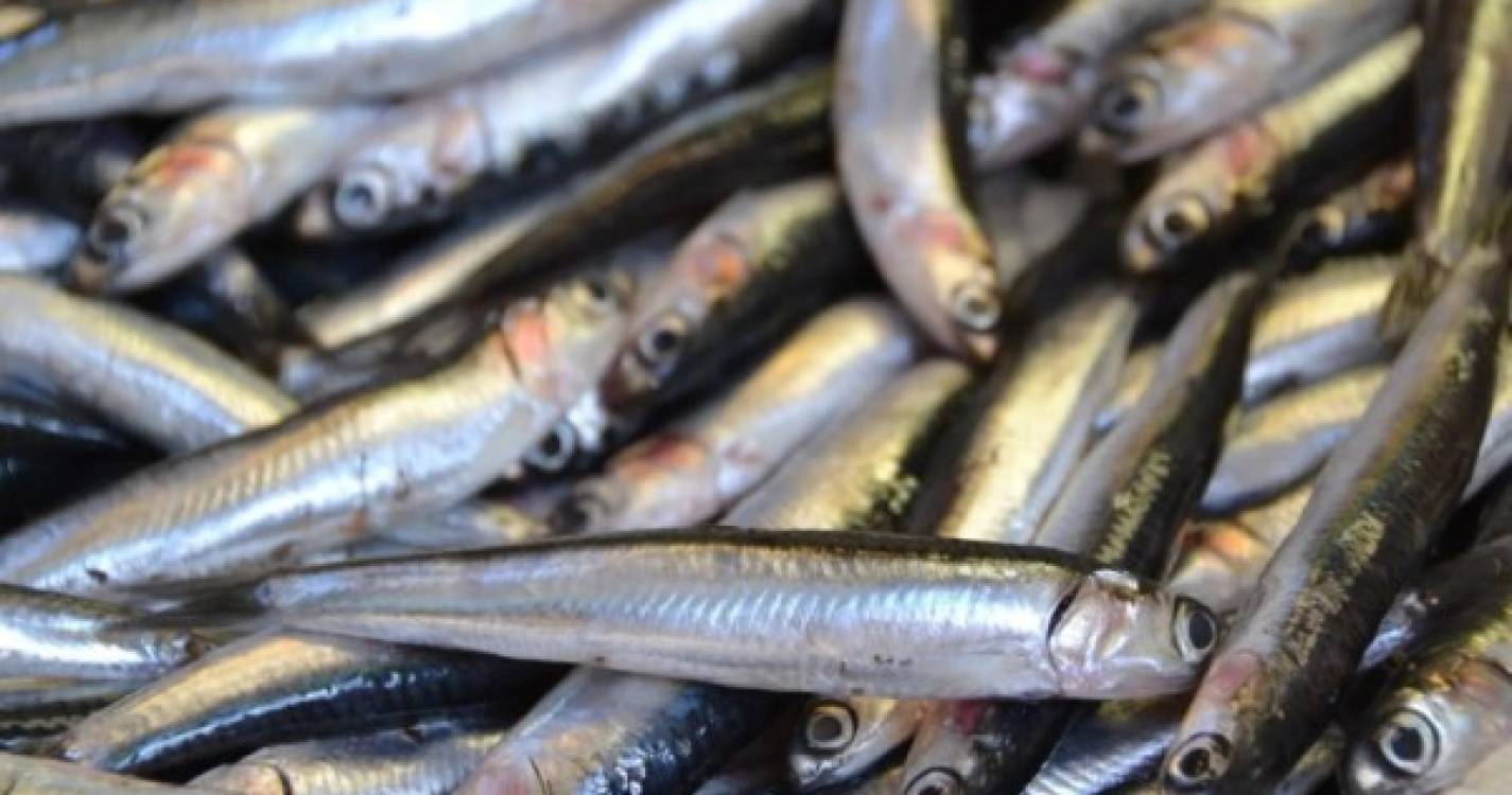Pescadores de Matosinhos dão ao mar 20 toneladas de sardinha em véspera de S. João