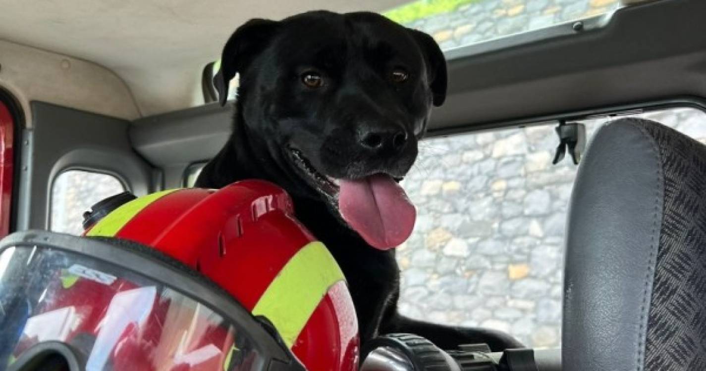 Cão perdido na Ribeira Brava está no quartel dos bombeiros à espera do dono