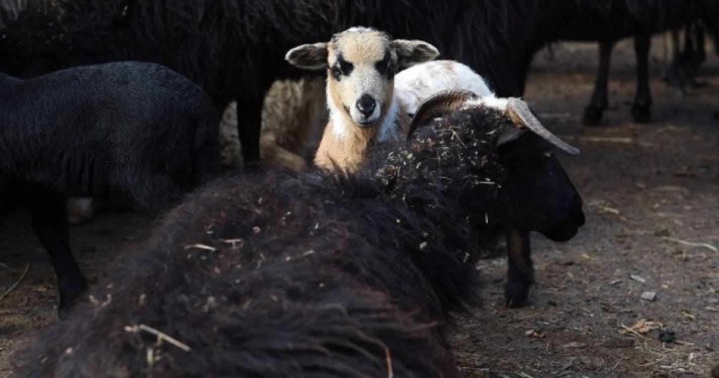 Criadores de gado em Santana em alvoroço devido à morte de 20 ovelhas