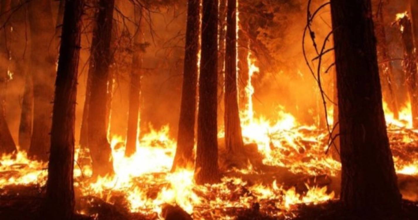 Incêndios: 64% dos fogos florestais desde janeiro foram causados por negligência - MAI