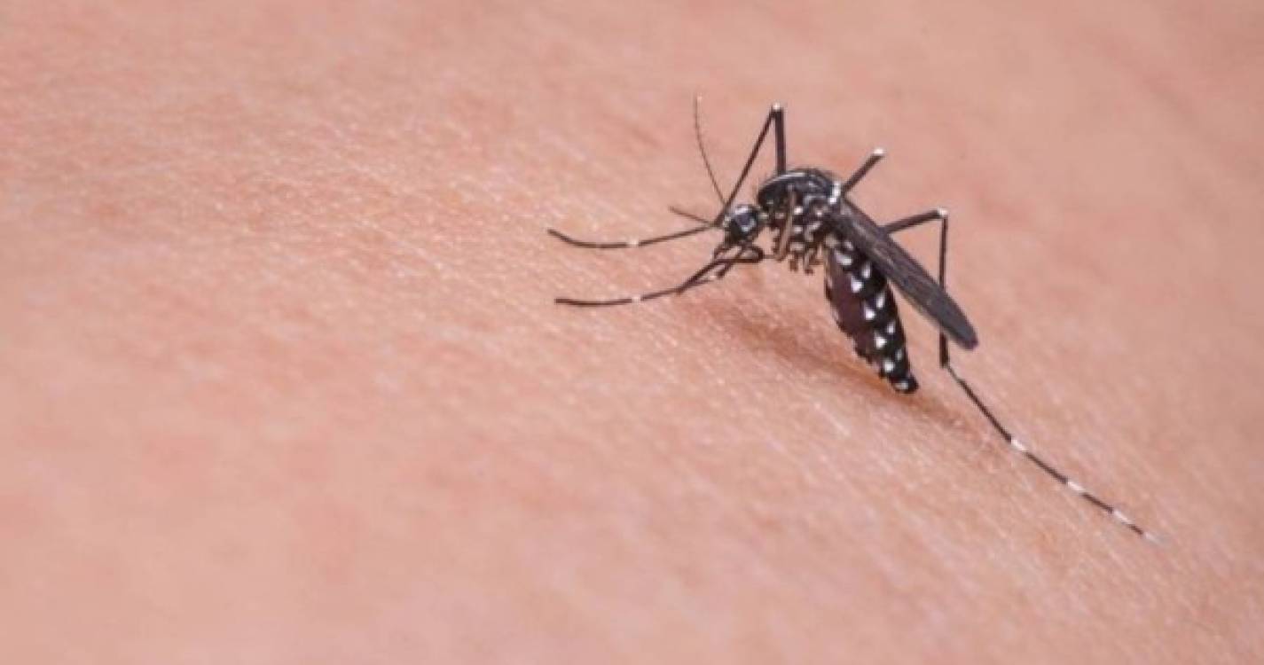 Nova estirpe de dengue no Brasil pode fazer aumentar casos graves