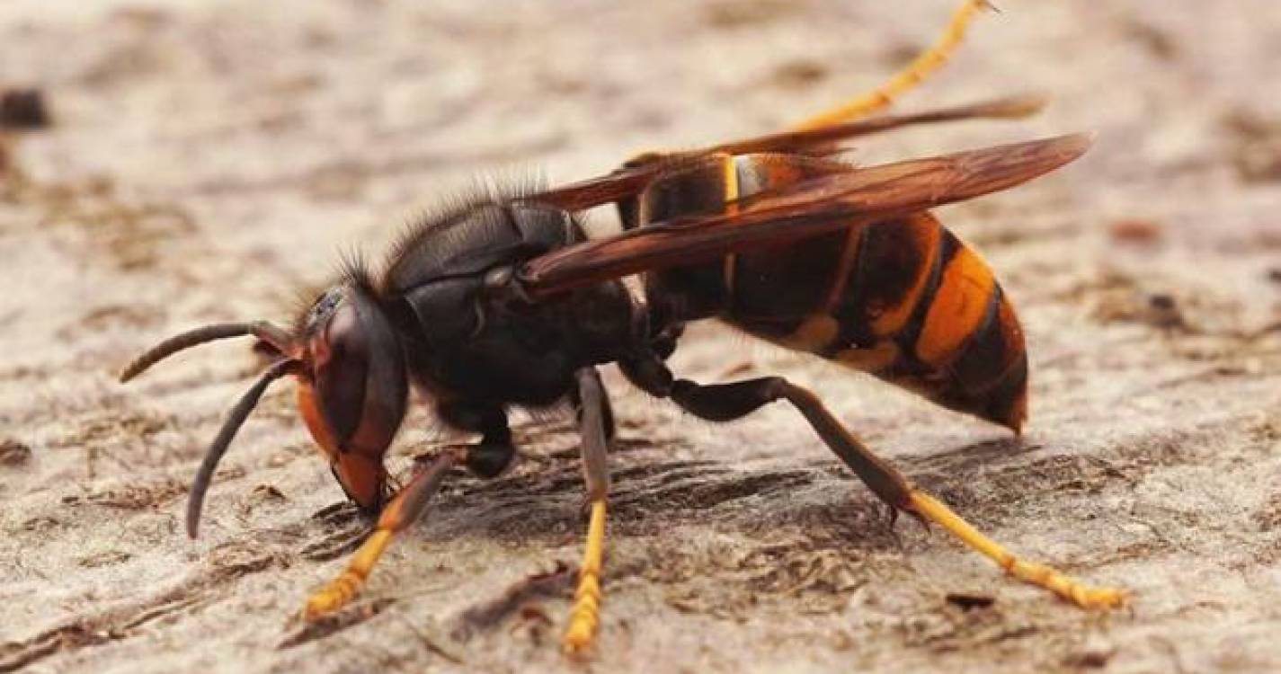 Trabalhador do ICNF morre após picada de vespa asiática em Mondim de Basto