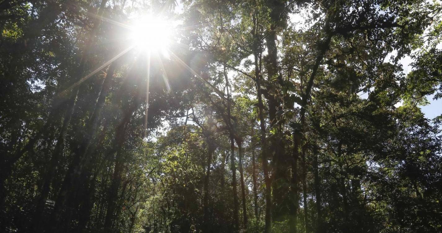 Consumo de portugueses pode destruir anualmente 2.700 hectares de floresta