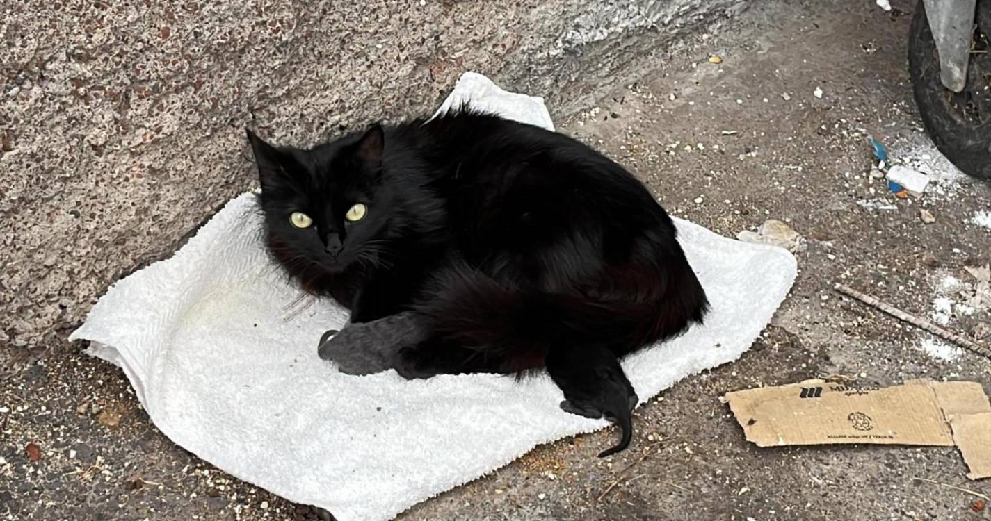 Gatos abandonados junto a contentor de lixo no Funchal